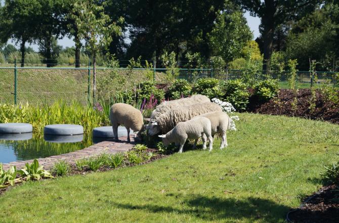 Vijver planten inspiratie